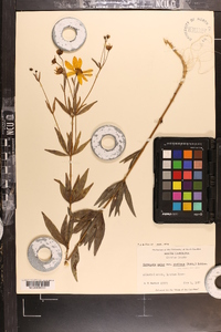 Coreopsis major image