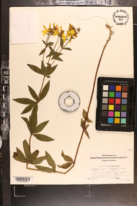 Coreopsis major image