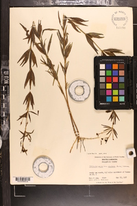 Coreopsis major image