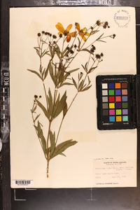 Coreopsis major image