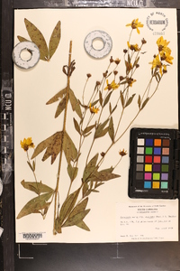 Coreopsis major image