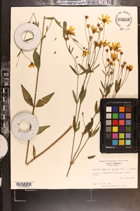 Coreopsis major image