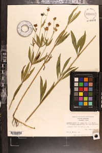 Coreopsis major image