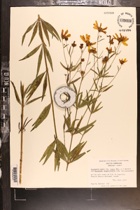 Coreopsis major image