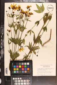 Coreopsis major image