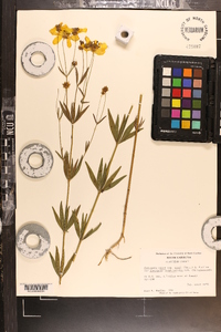 Coreopsis major image