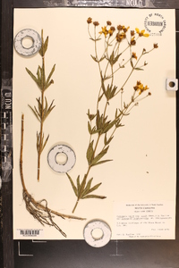 Coreopsis major image