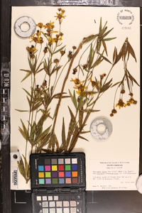 Coreopsis major image