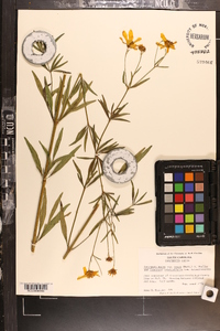 Coreopsis major image