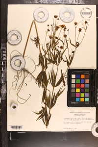 Coreopsis major image