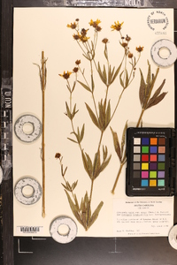 Coreopsis major image