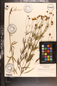 Coreopsis major image