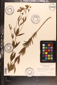 Coreopsis major image