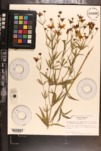 Coreopsis major image