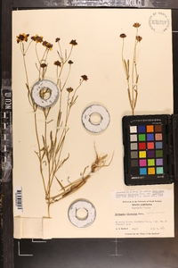 Coreopsis tinctoria image