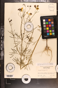 Coreopsis tinctoria image