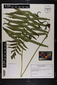 Thelypteris kunthii image