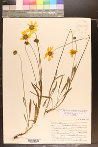 Coreopsis lanceolata image