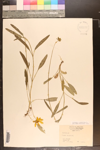 Coreopsis lanceolata image