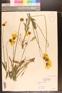 Coreopsis lanceolata image