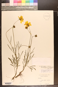 Coreopsis lanceolata image