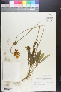 Coreopsis lanceolata image