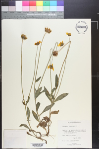 Coreopsis lanceolata image