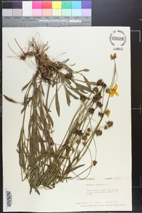 Coreopsis lanceolata image