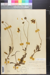 Coreopsis lanceolata image