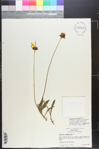 Coreopsis lanceolata image