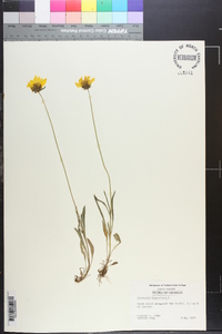 Coreopsis lanceolata image