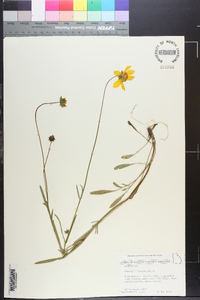 Coreopsis lanceolata image