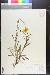 Coreopsis lanceolata image