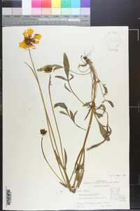 Coreopsis lanceolata image