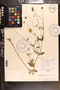 Coreopsis auriculata image