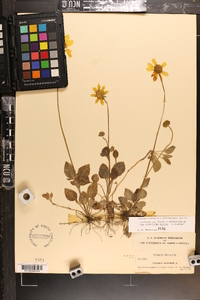 Coreopsis auriculata image