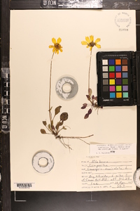 Coreopsis auriculata image