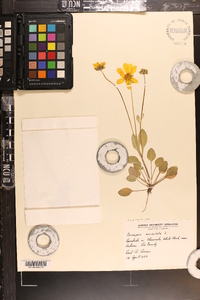 Coreopsis auriculata image