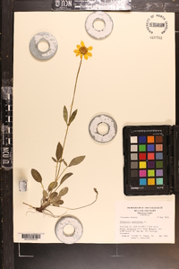 Coreopsis auriculata image