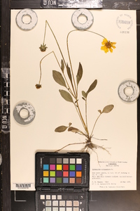 Coreopsis auriculata image