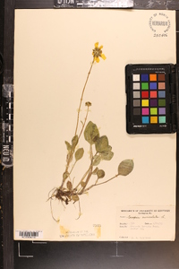 Coreopsis auriculata image