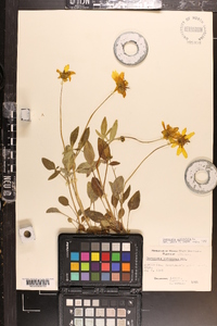 Coreopsis auriculata image