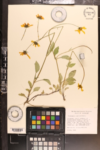 Coreopsis auriculata image