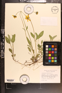 Coreopsis auriculata image