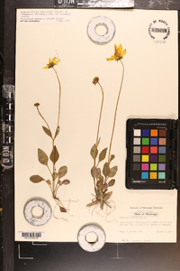 Coreopsis auriculata image