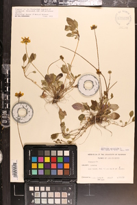 Coreopsis auriculata image