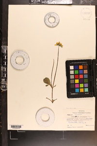 Coreopsis auriculata image