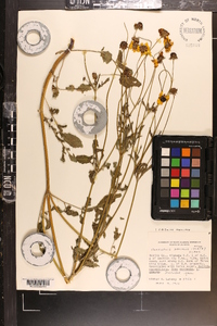 Coreopsis basalis image