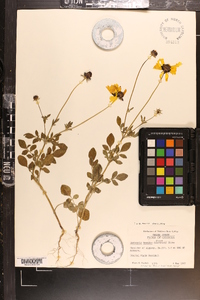 Coreopsis basalis image