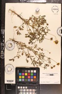 Coreopsis basalis image